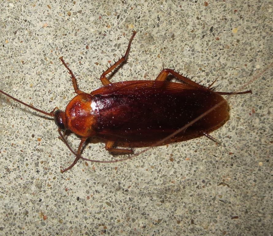 Brown Cockroach