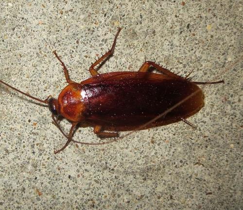 Brown Cockroach