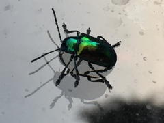Chrysochus