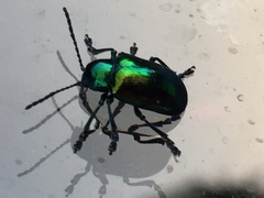 Chrysochus