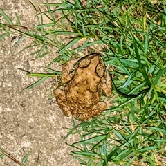 Duttaphrynus melanostictus