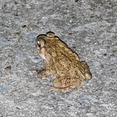 Duttaphrynus melanostictus