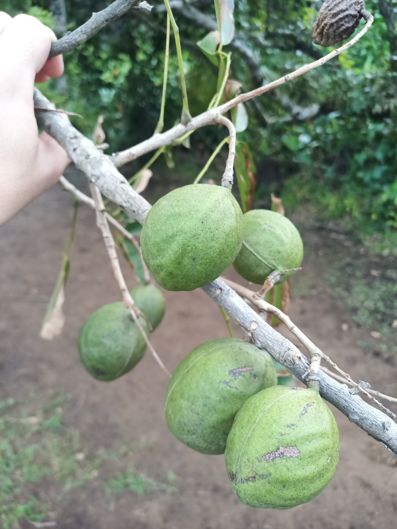 Imagem de Angelim-saia