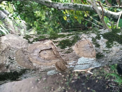 Foto de Angelim-saia