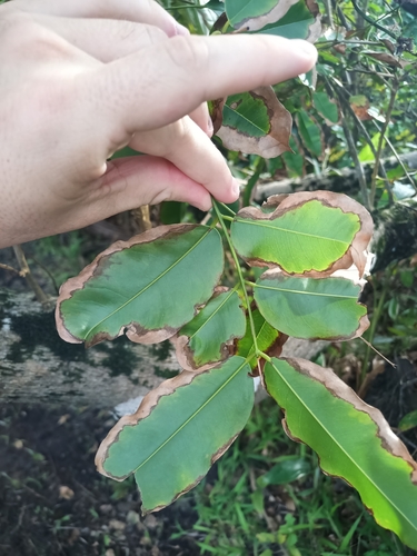 Image of Andira inermis by (c) Guillaume Delaitre, some rights reserved (CC BY)