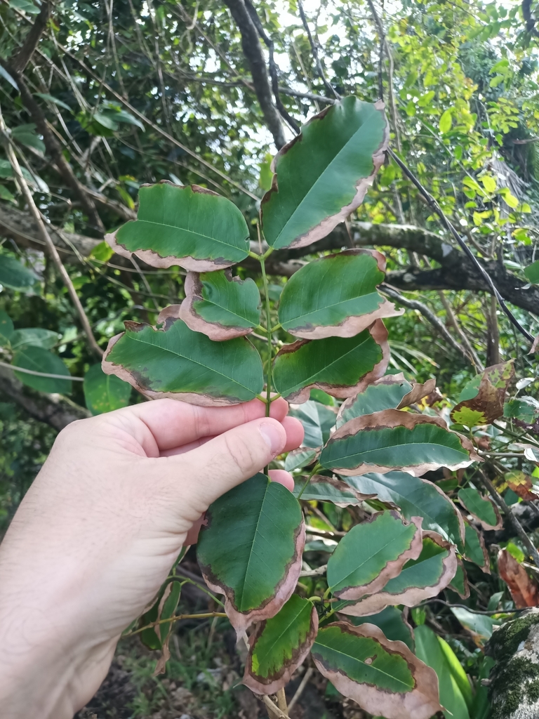 Foto de Angelim-saia