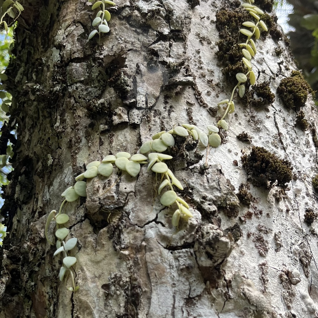 Foto de Corda-de-sapo