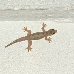 Hemidactylus platyurus