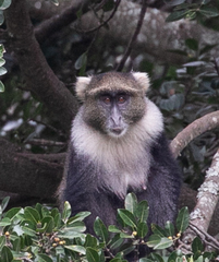 Cercopithecus mitis kolbi