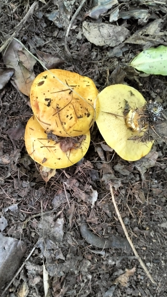 Suillus luteus · January 2025 · photo: © meg3 (iNaturalist, cc0)