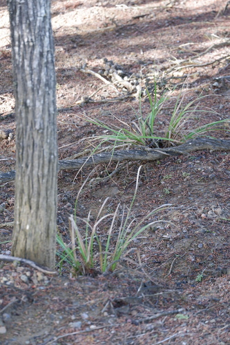 Image of Carex obispoensis by (c) Bonnie Semmling, some rights reserved (CC BY)