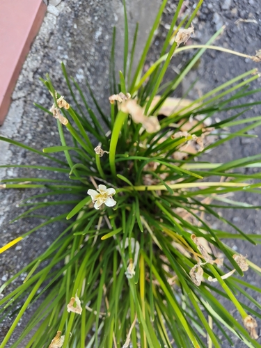 Foto de Lírio-do-brejo