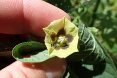 Physalis longifolia subglabrata