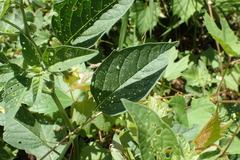 Physalis longifolia subglabrata