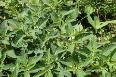 Physalis longifolia subglabrata