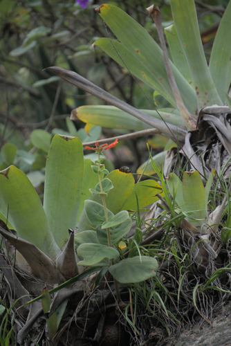 Sinningia bulbosa