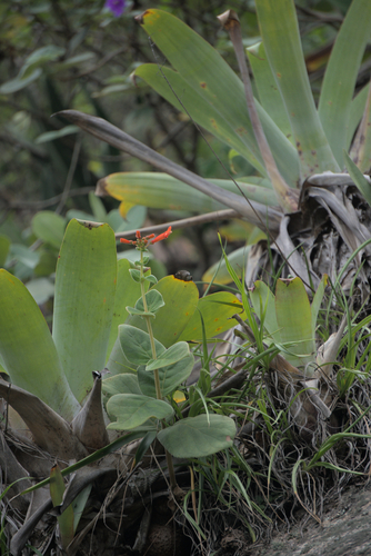 Sinningia bulbosa