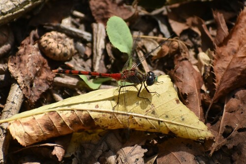 Blue-faced Meadowhawk photographed in Pennsylvania