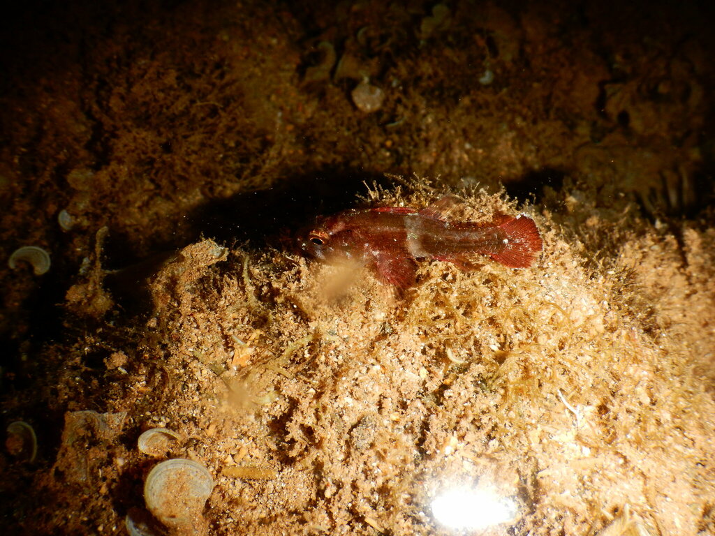 Patrijs-kardinaalbaars (Apogonichthys perdix) — Apogonidae