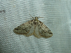 Tephronia cyrnea