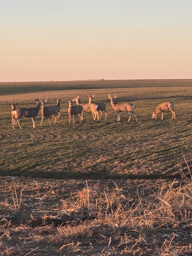 Mule Deer photographed in Kansas