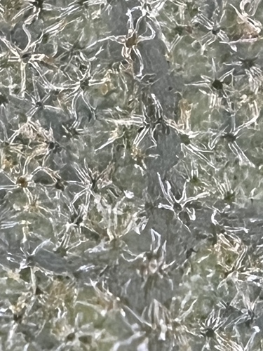 Quercus berberidifolia x cornelius-mulleri