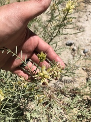 Astragalus bolanderi