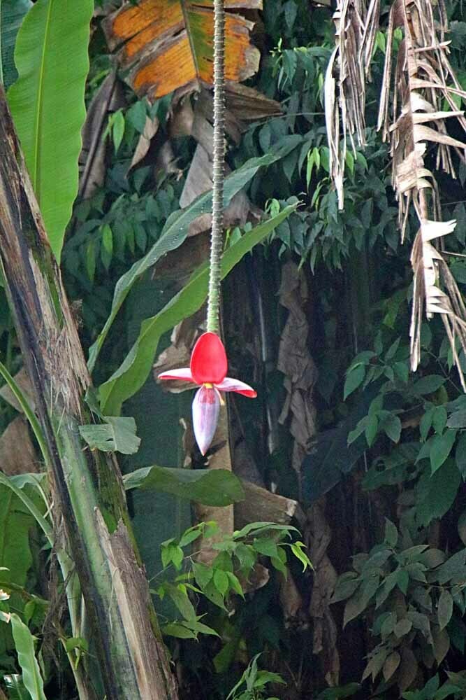 Foto de Bananeira selvagem