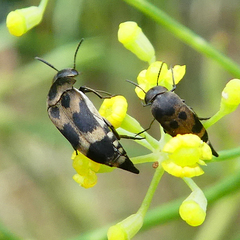 Mediimorda bipunctata