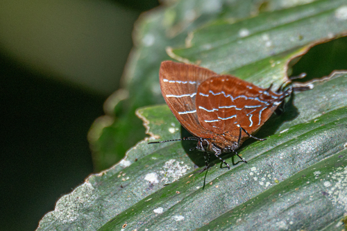 Micandra platyptera