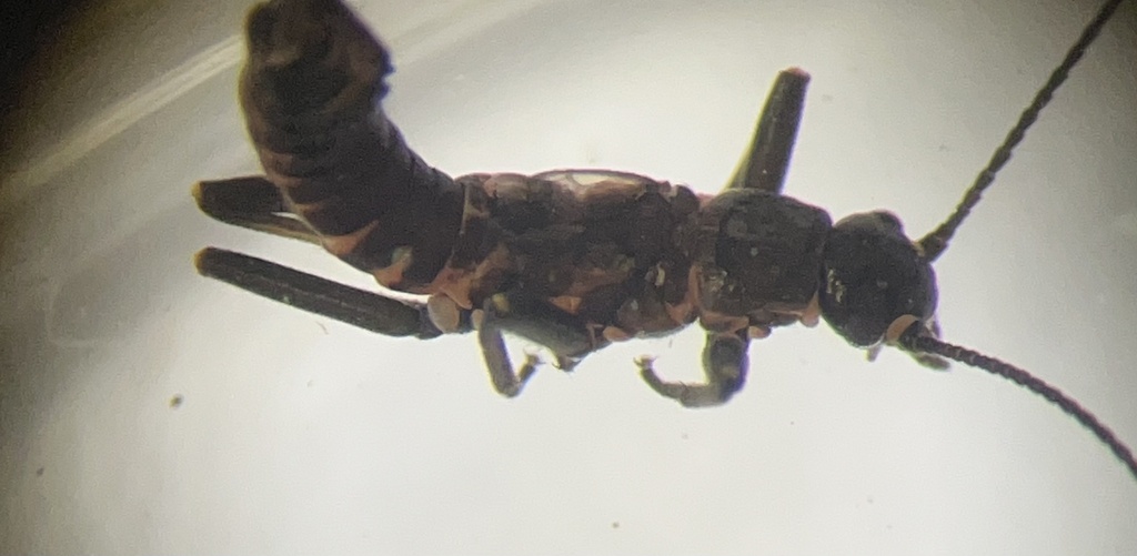 Ozark Snowfly