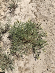Astragalus bolanderi