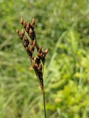 Juncus greenei