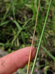 Juncus greenei