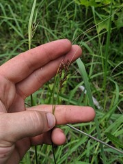 Juncus greenei