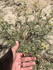 Astragalus bolanderi