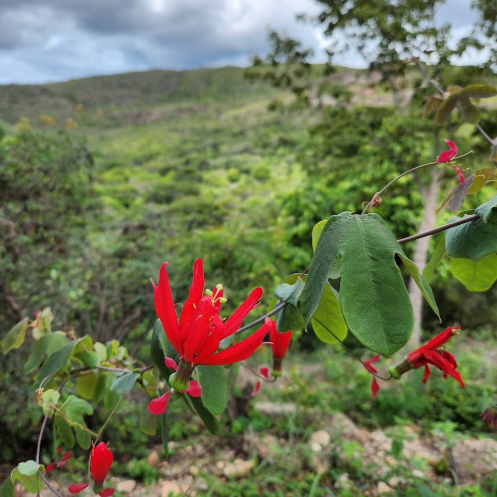 Passiflora edmundoi; photograph (c) Ana Carolina Carmona, some rights reserved (CC BY)