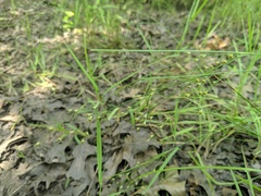 Juncus anthelatus