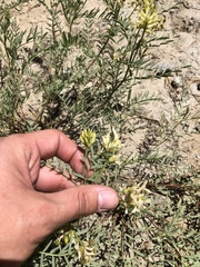 Astragalus bolanderi