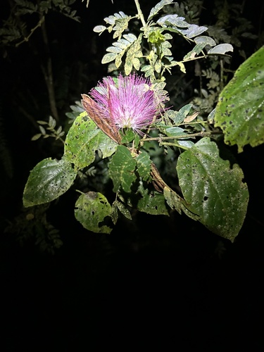 Esponjinha