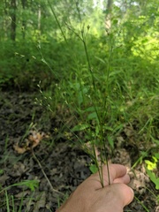 Juncus anthelatus