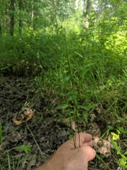 Juncus anthelatus