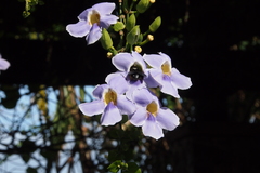 Thunbergia grandiflora