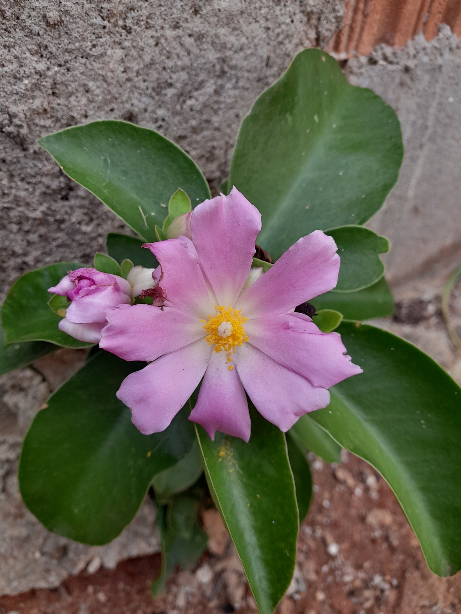 Pereskia grandifolia