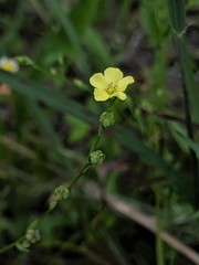 Linum medium
