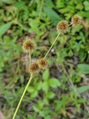 Juncus brachycarpus