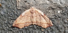Achrosis