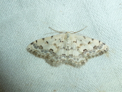 Scopula honestata