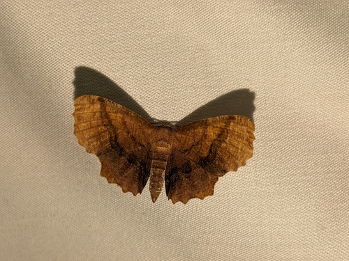 Scallop Moth photo 4