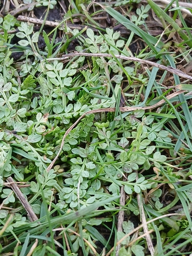Image of Limnanthes macounii by (c) Chris Fluit, some rights reserved (CC BY)